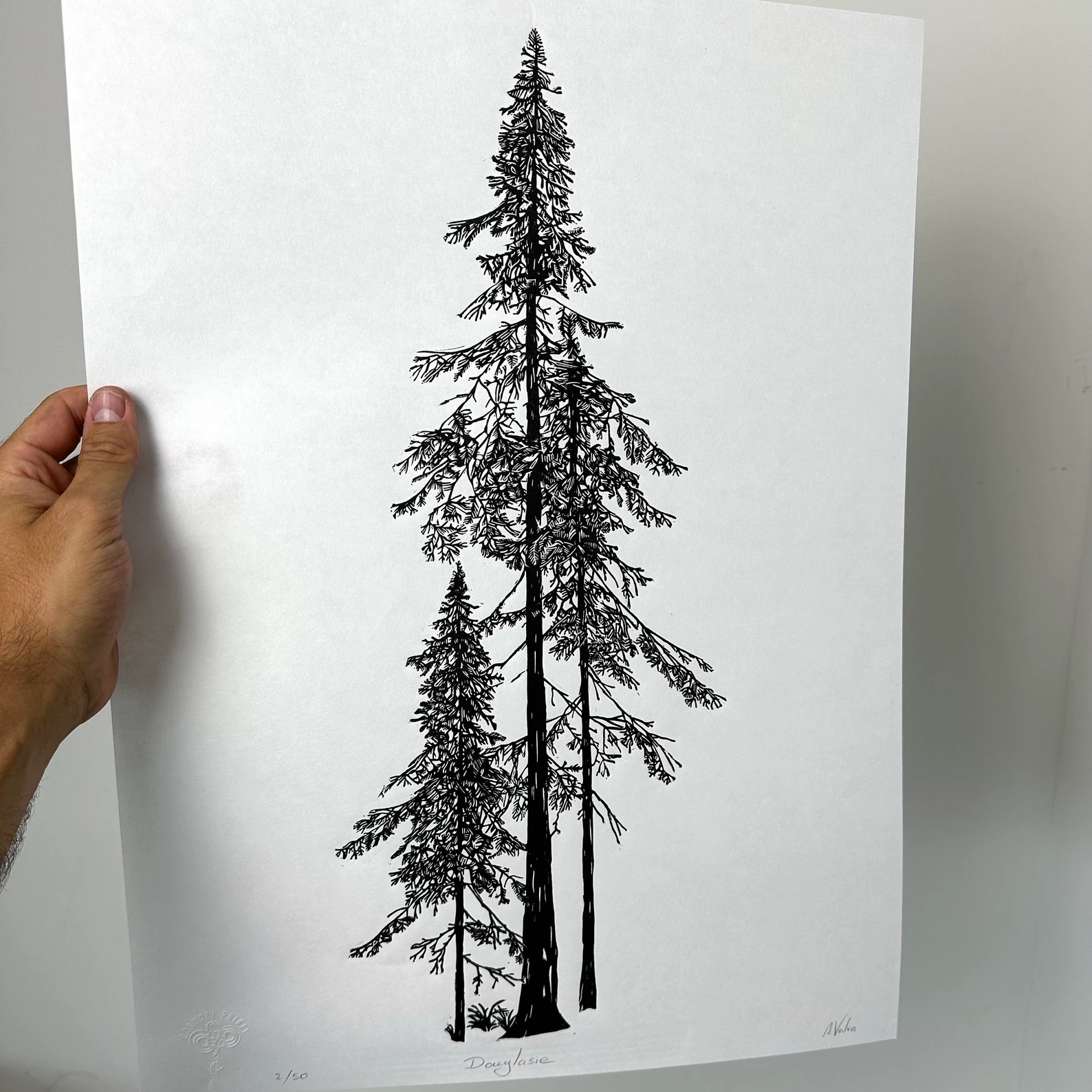 Großer Linoldruck Douglasie